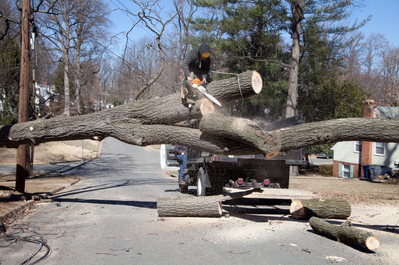 Emergency Tree Removal Crew