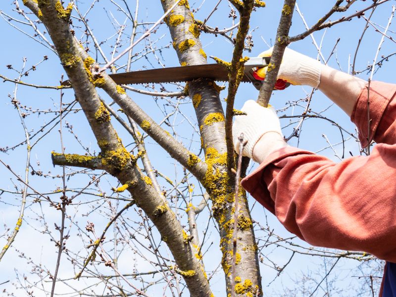 Assessing Tree Health Year-Round