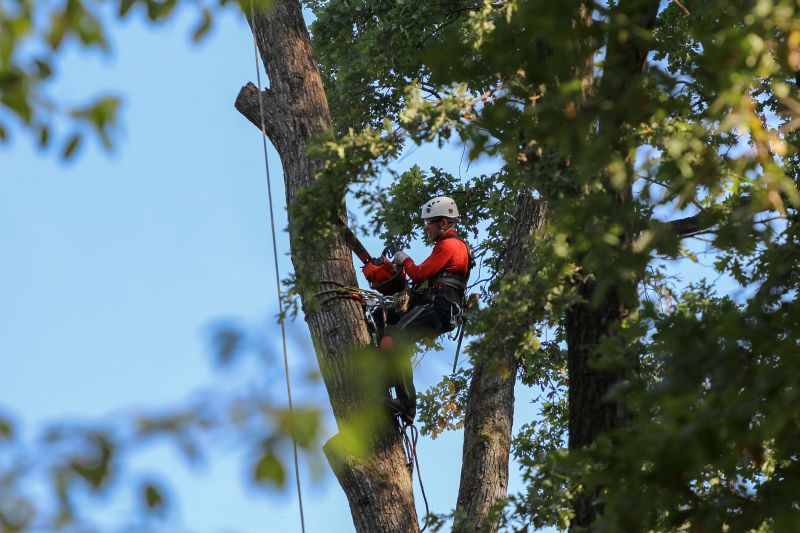 Professional Tree Removal in Franklin