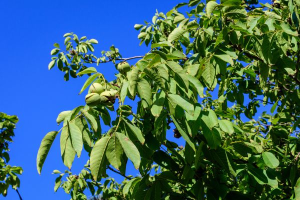 Cost of Walnut Tree Removal in Franklin