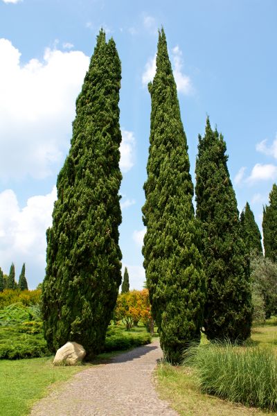 Cost of Cypress Tree Removal in Franklin