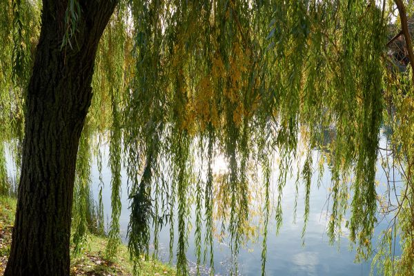 Cost of Willow Tree Removal in Franklin