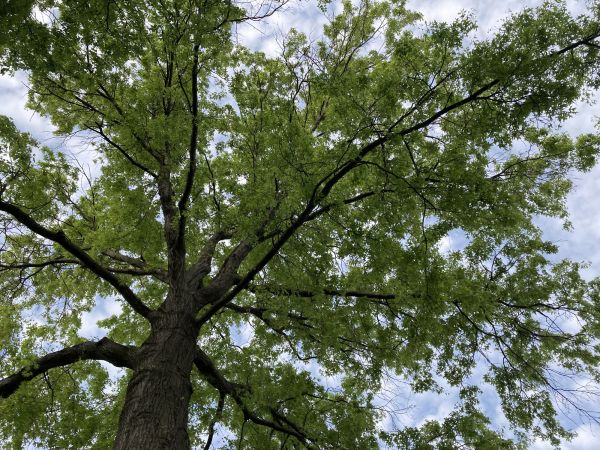 Cost of Oak Tree Removal in Franklin