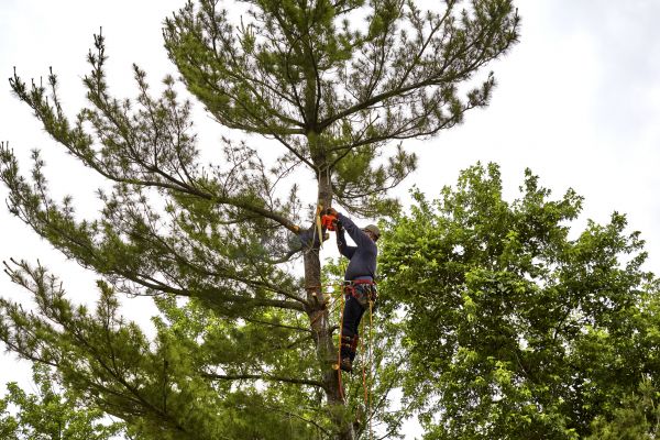 Cost of Pine Tree Removal in Franklin